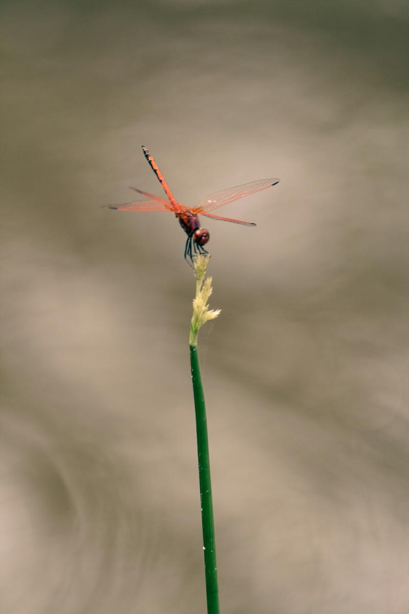 a coral-coloured dragonfly perched on some prairie grass